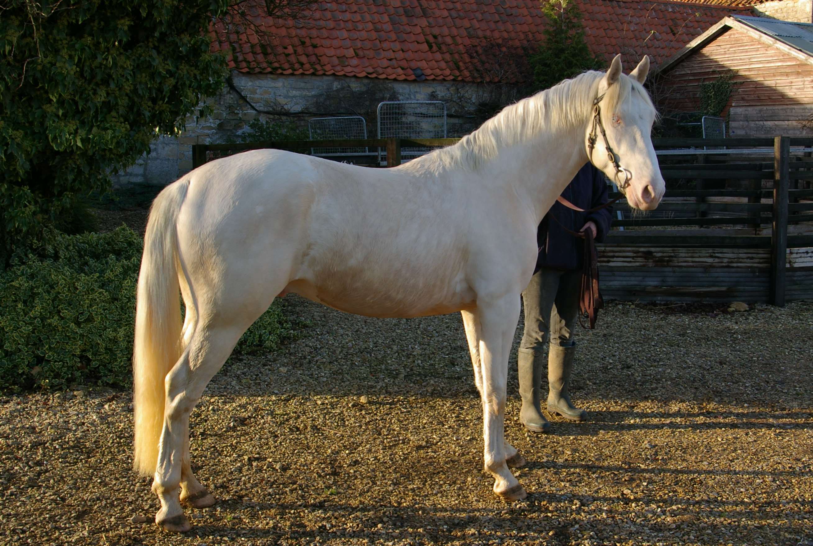 Crown's Wonder Pearl Stallion