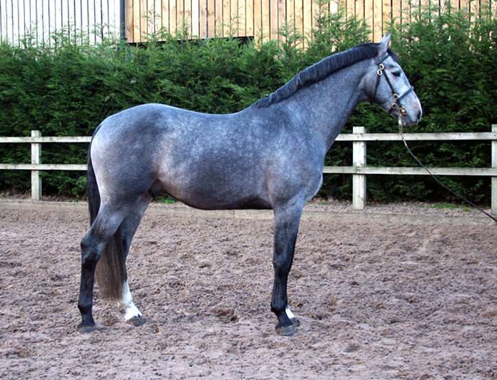 Casanova Du Domaine Z Stallion