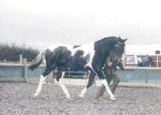 Puzzles Pick & Mix Stallion