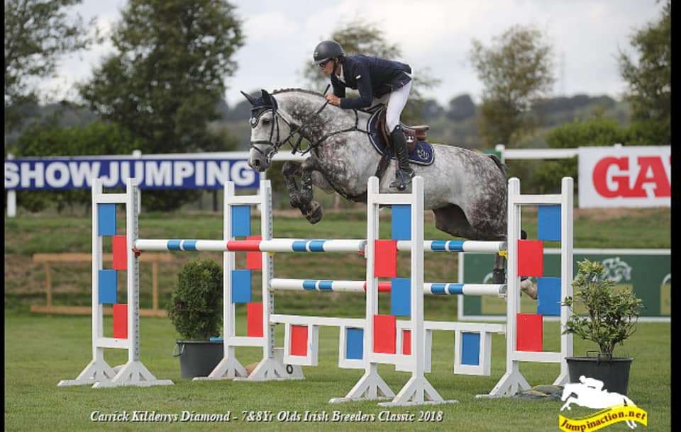 Carrick Kilderrys Diamond Stallion