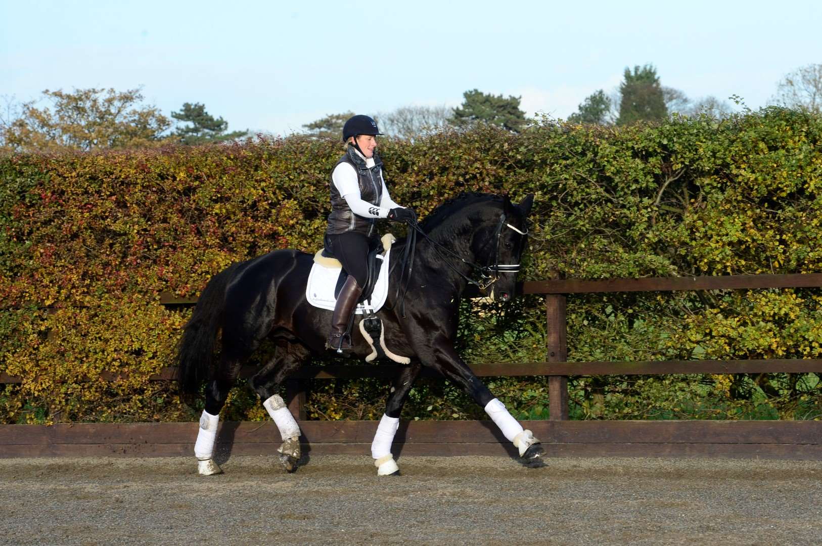 Cyden Bodyguard Moorland Stallion