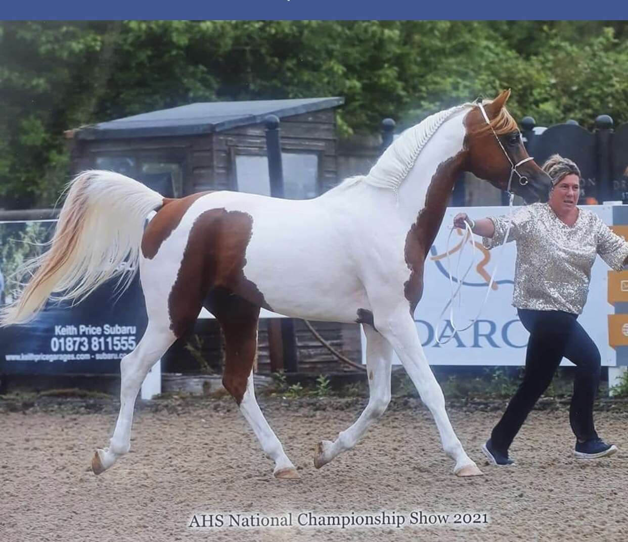 Versacci Stallion