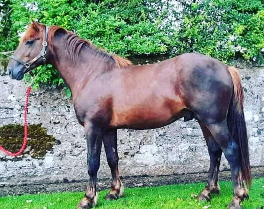 Corringdon Rebel Dancer Stallion