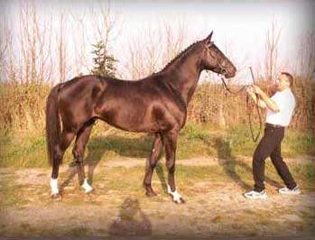 Singing Herbstglanz Stallion