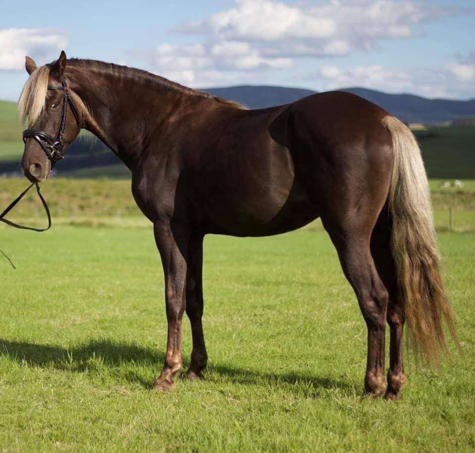 HSF Choco Dock Stallion