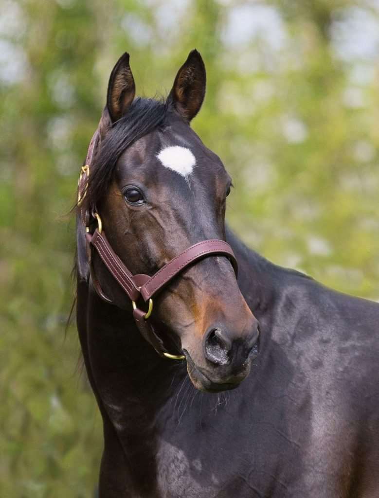 Foreclosure Stallion