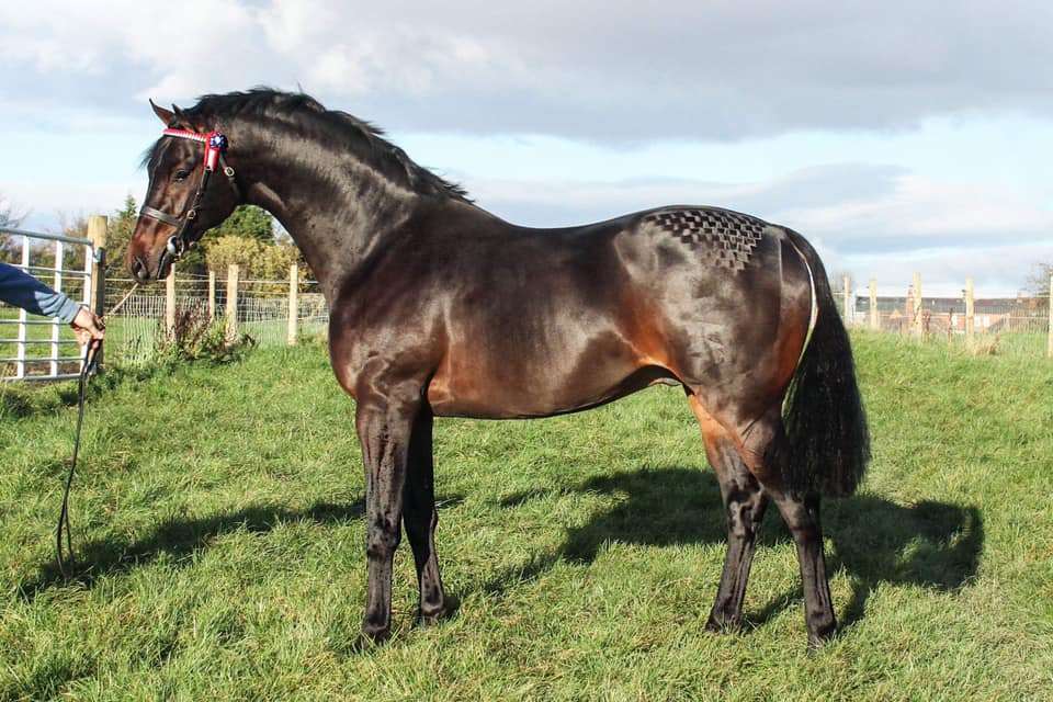 Alonby Artisan Stallion