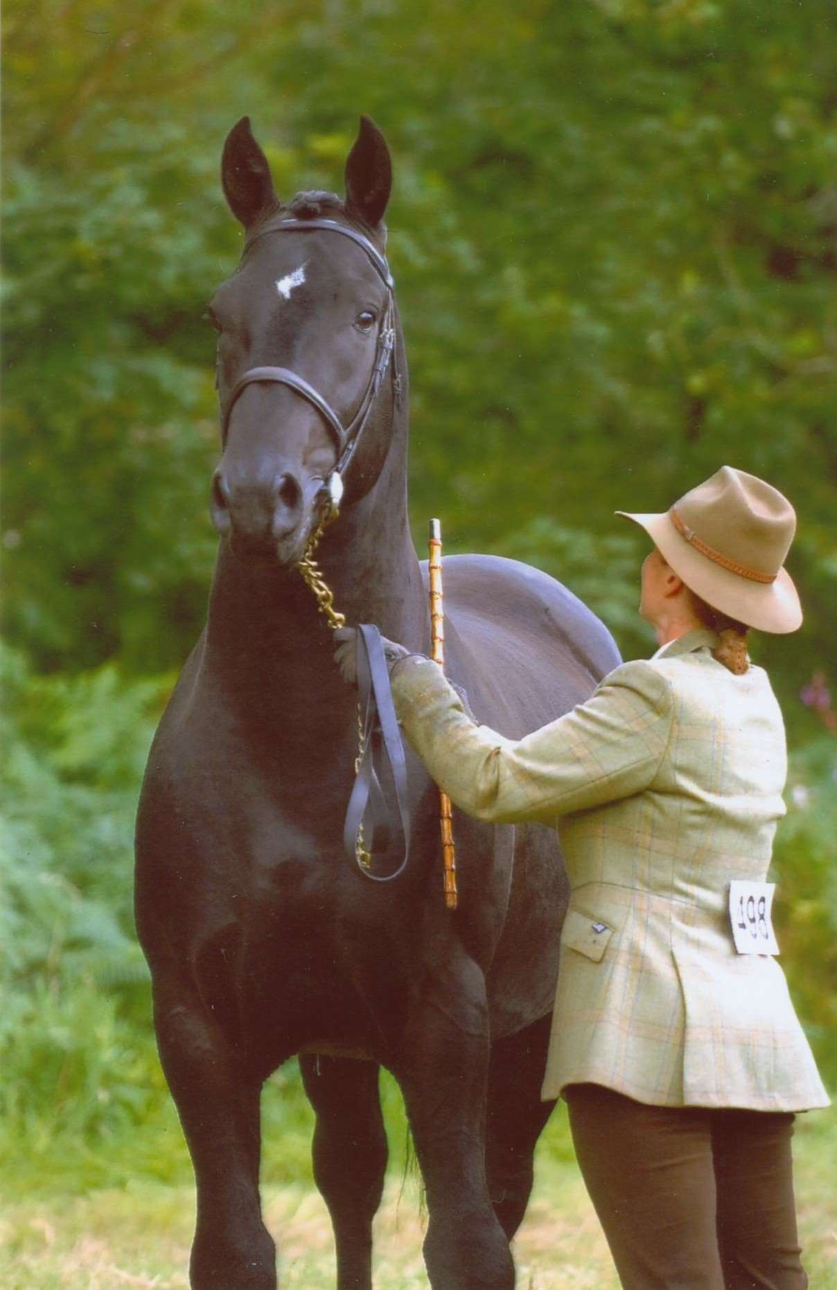 Blackwater Stallion