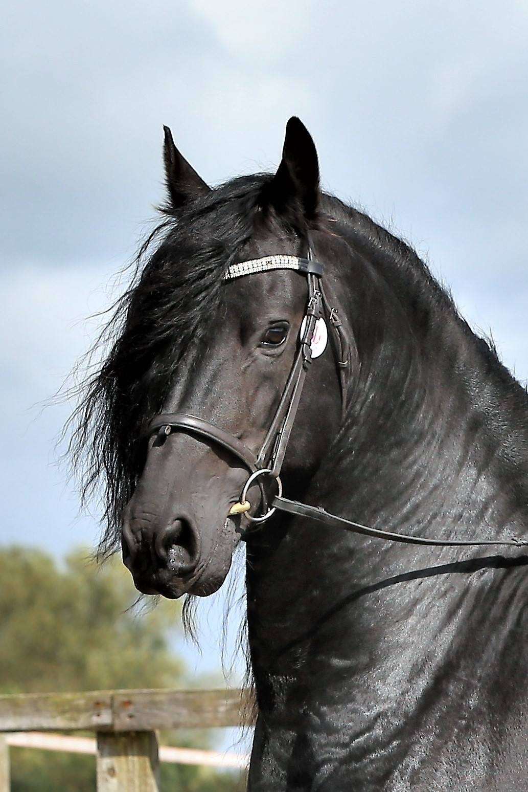 Whitby Jet Stallion