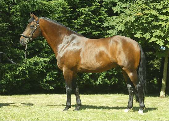 Carrick Diamond Lad Stallion