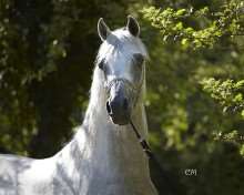 Muharib Al Rayyan Stallion