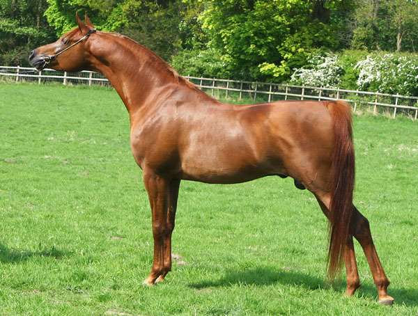 Psadisho IBN Esstashan Stallion